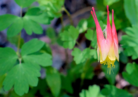 flowers - red columbine on Aspen Vista Trail 3 2026