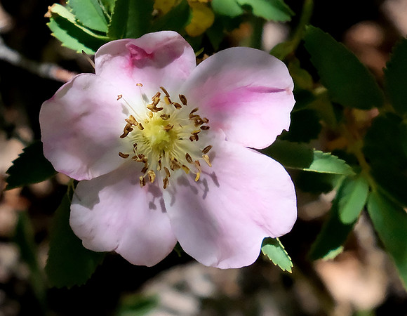 flowers - Wood's rose on Aspen Vista Trail 2026