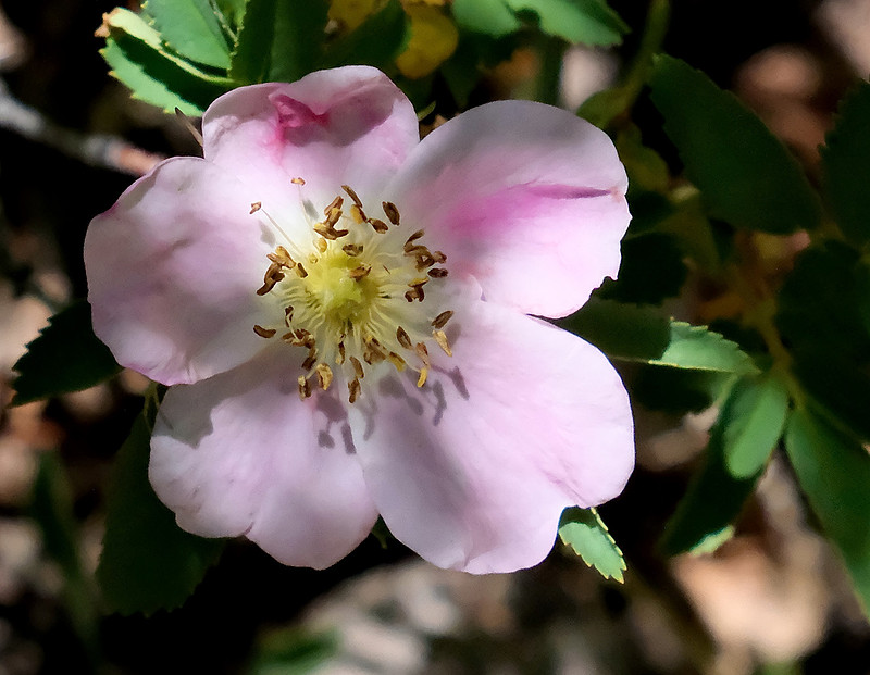flowers - Wood's rose on Aspen Vista Trail 2026