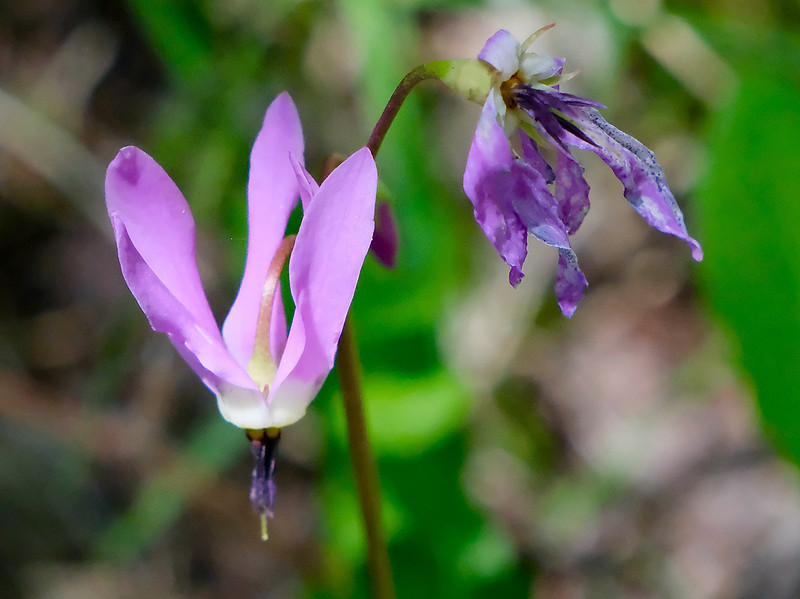 flowers - shooting star on Aspen Vista Trail 2 2026