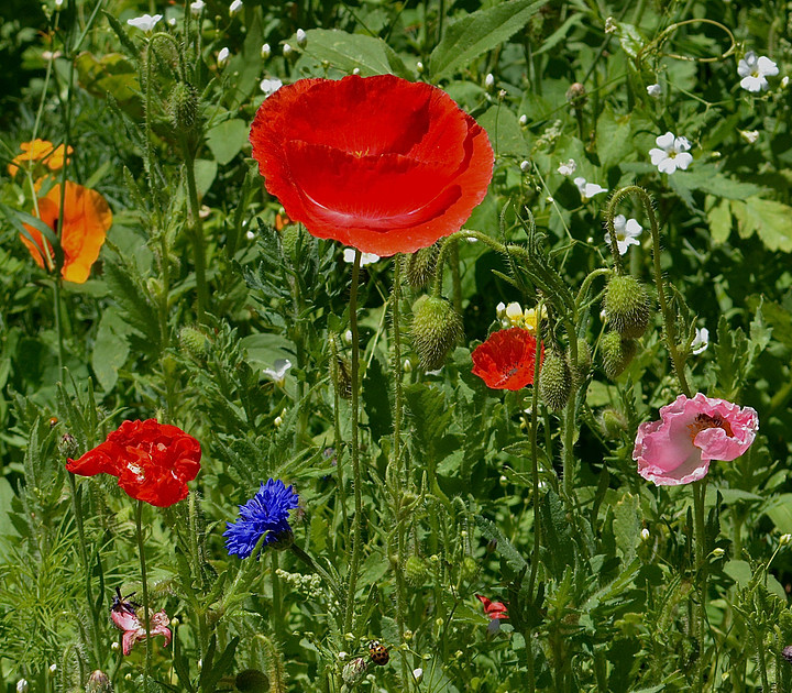 Flowers - poppies at state office garden in Santa Fe 4 2026