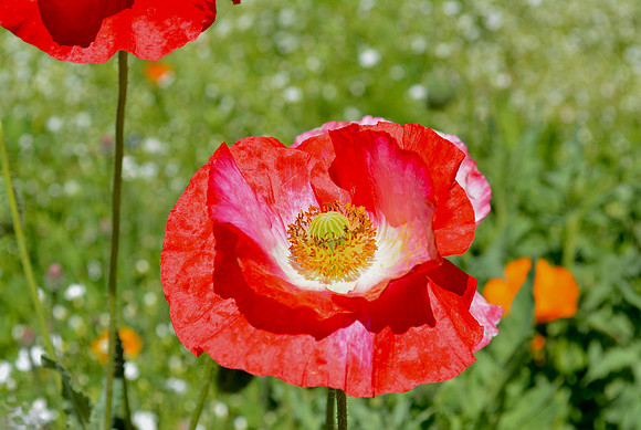 Flowers - poppies at state office garden in Santa Fe 1 2026