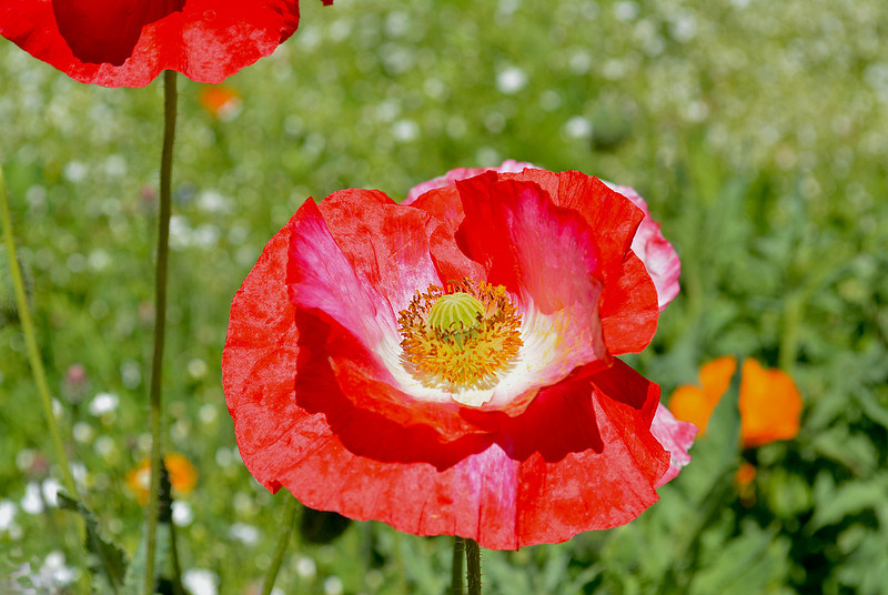 Flowers - poppies at state office garden in Santa Fe 1 2026