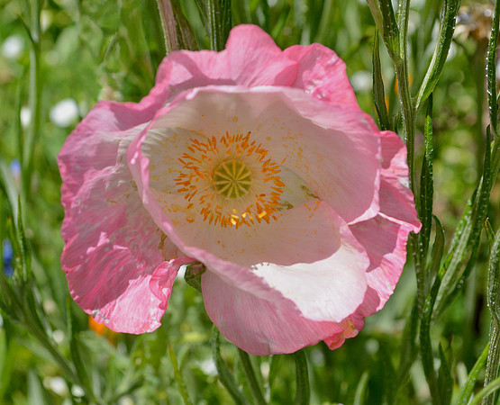 Flowers - poppies at state office garden in Santa Fe 9 2026