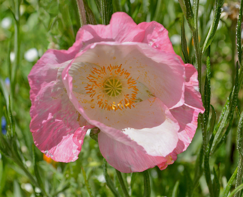 Flowers - poppies at state office garden in Santa Fe 9 2026