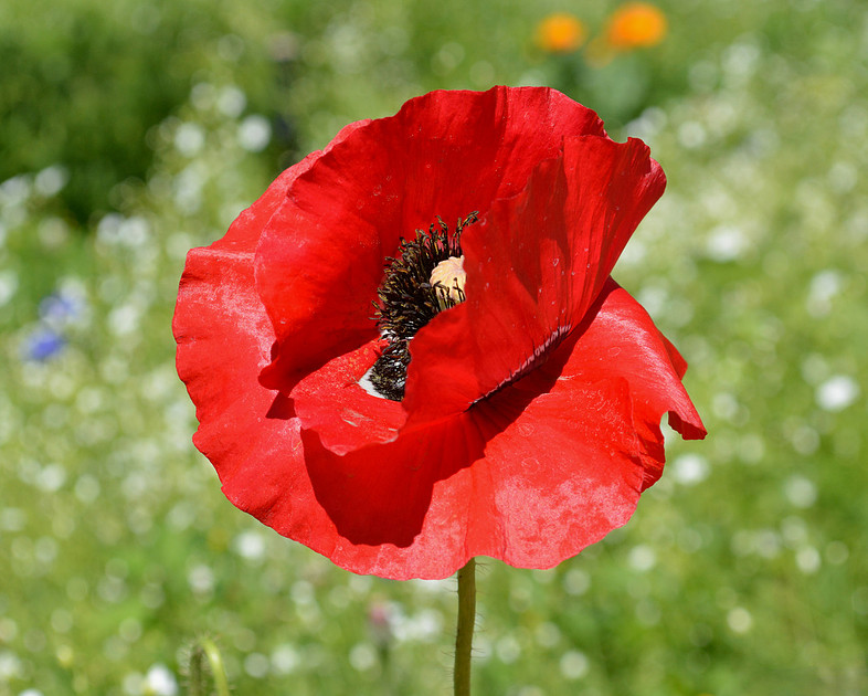 Flowers - poppies at state office garden in Santa Fe 2 2026