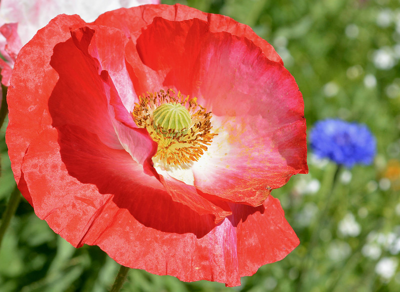Flowers - poppies at state office garden in Santa Fe 3 2026