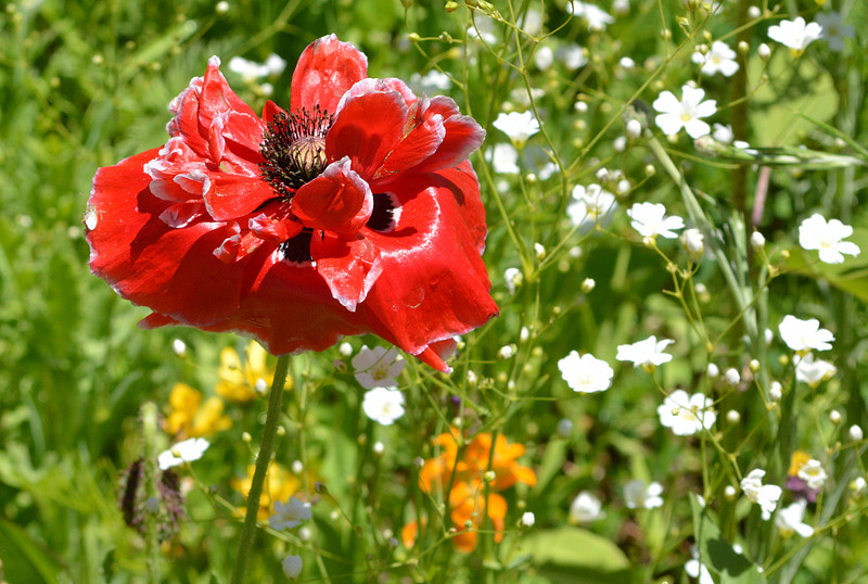 Flowers - poppies at state office garden in Santa Fe 11 2026
