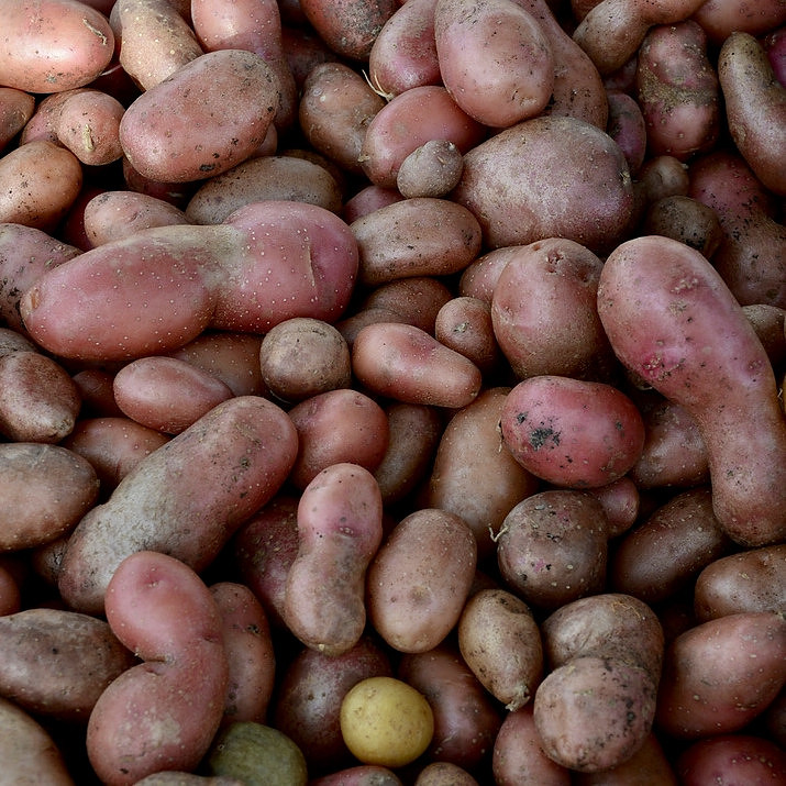 Food - fingerling potatoes