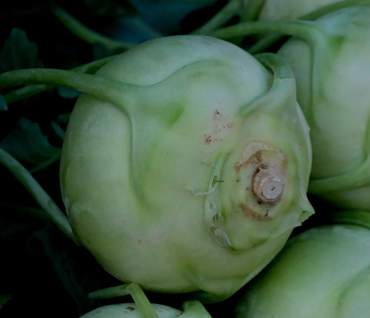 Farmers Market Santa Fe kohlrabi 2 2026