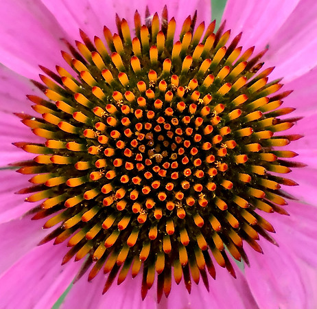 Flowers - echinacea detail 1 2026