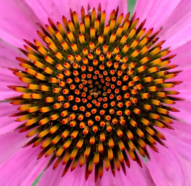 Flowers - echinacea detail 1 2026