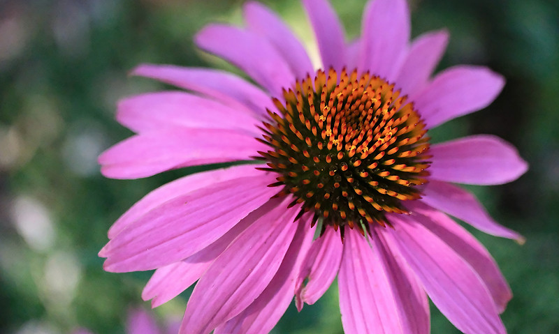 Flowers - echinacea detail 4 2026