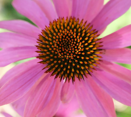 Flowers - echinacea detail 3 2026