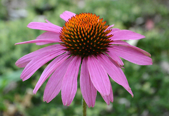 Flowers - echinacea detail 5 2026