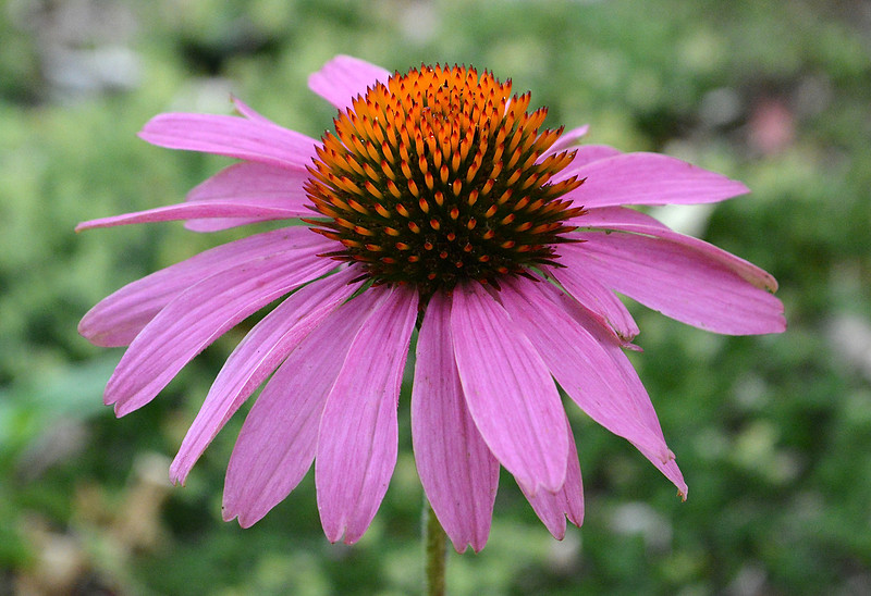 Flowers - echinacea detail 5 2026