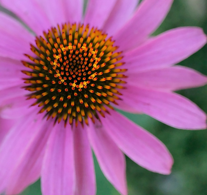 Flowers - echinacea detail 2 2026