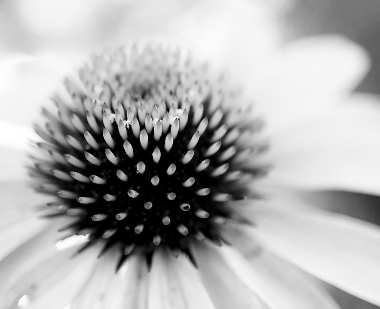 Flowers - echinacea detail 7 2026