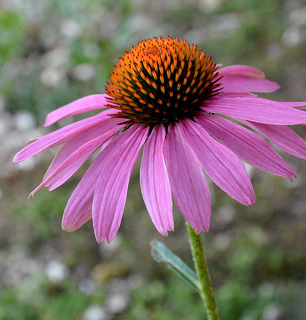 Flowers - echinacea detail 6 2026