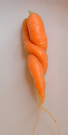 Food - carrot study 2