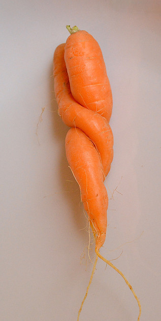 Food - carrot study 2