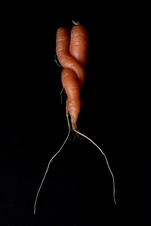 Food - carrot study 4