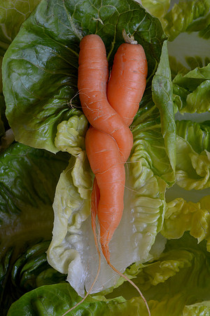 Food - carrot study 1