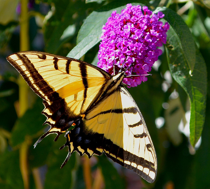 Butterflies - swallowtail on butterfly bush