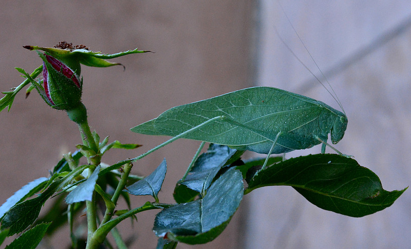 Insects - katydid 1 2026