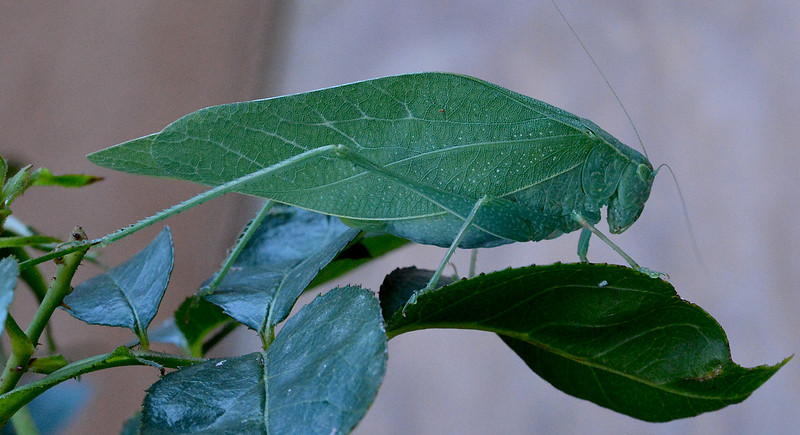 Insects - katydid 2 2026