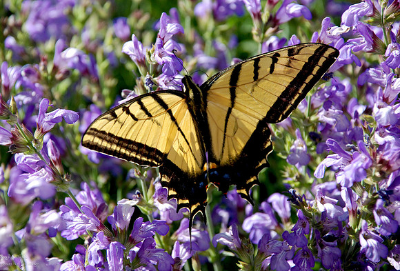 Butterflies - swallowtail on culinary sage