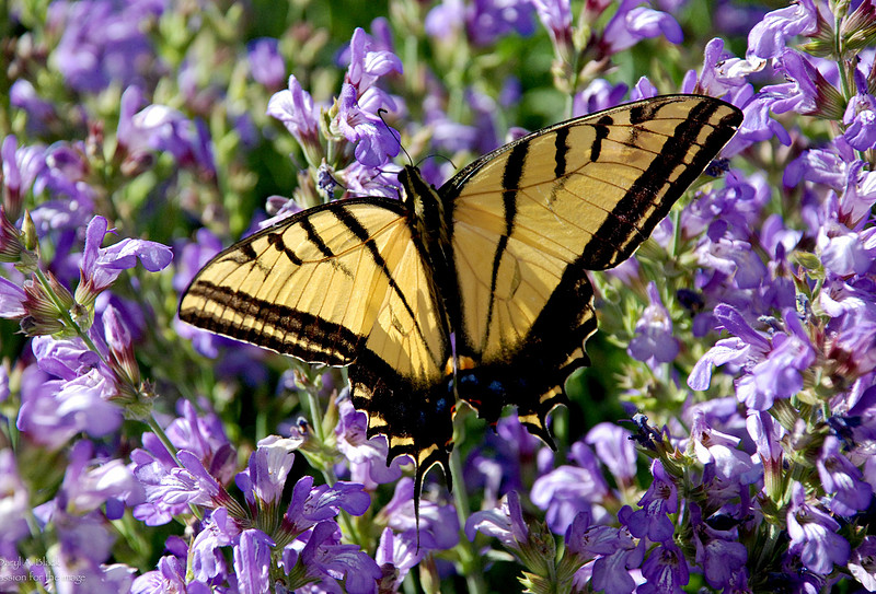 Butterflies - swallowtail on culinary sage