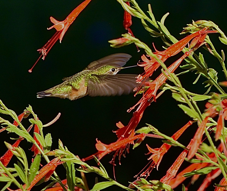 Birds - hummingbirds - 3 2026