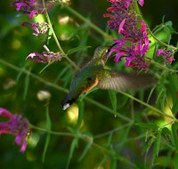 Birds - hummingbirds - 5 2026