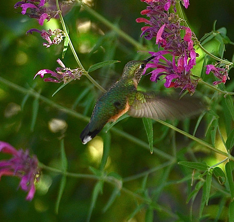 Birds - hummingbirds - 5 2026