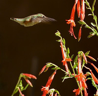 Birds - hummingbirds - 1 2026