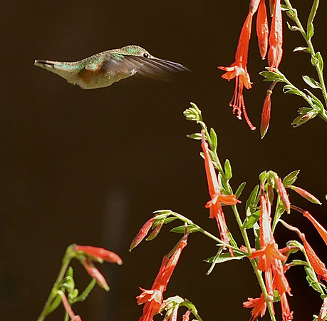 Birds - hummingbirds - 1 2026