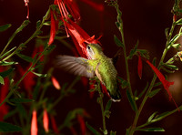 Birds - hummingbirds - 7 2026