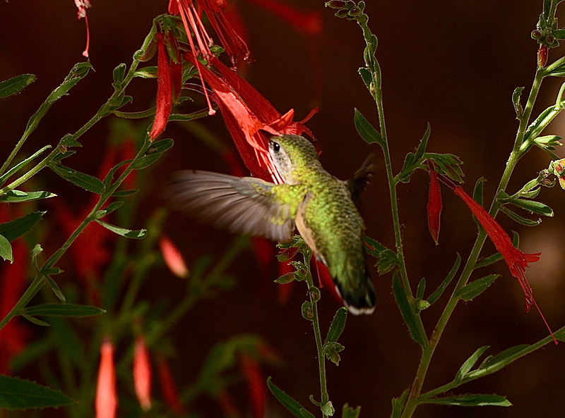 Birds - hummingbirds - 7 2026