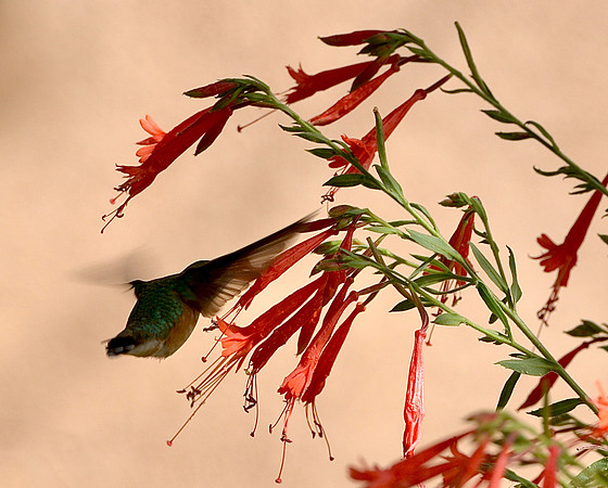 Birds - hummingbirds - 4 2026