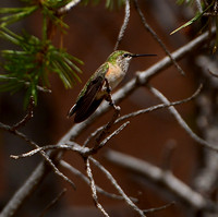 Birds - hummingbirds - 19 2026