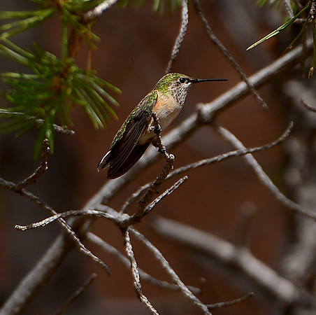 Birds - hummingbirds - 19 2026