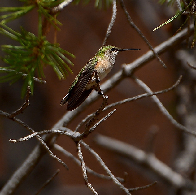 Birds - hummingbirds - 19 2026