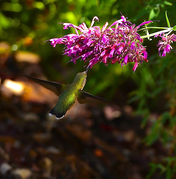 Birds - hummingbirds - 14 2026