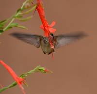 Birds - hummingbirds - 18 2026