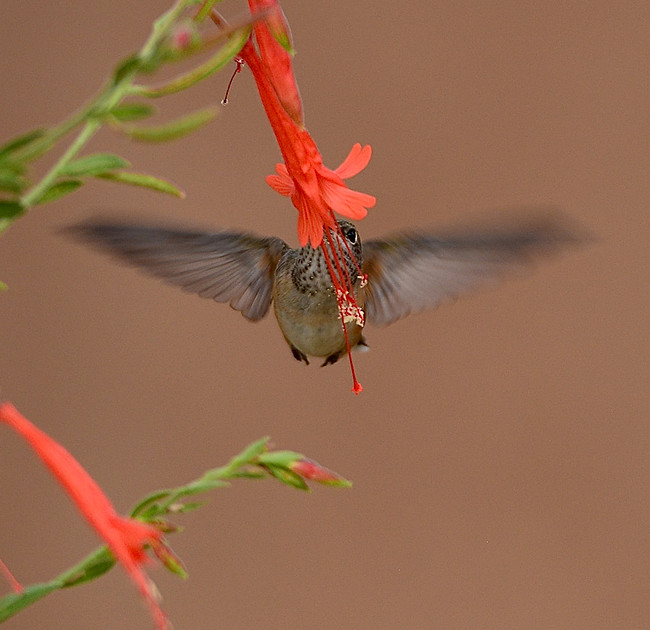 Birds - hummingbirds - 18 2026