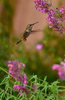 Birds - hummingbirds - 23 2026