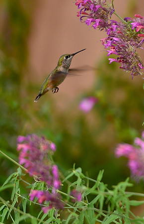 Birds - hummingbirds - 23 2026