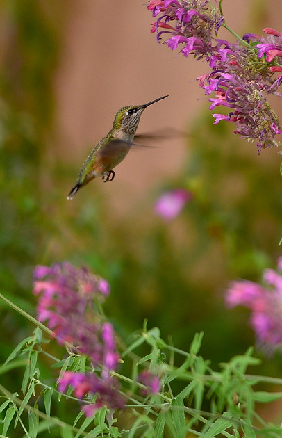 Birds - hummingbirds - 23 2026