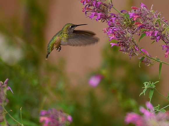 Birds - hummingbirds - 30 2026